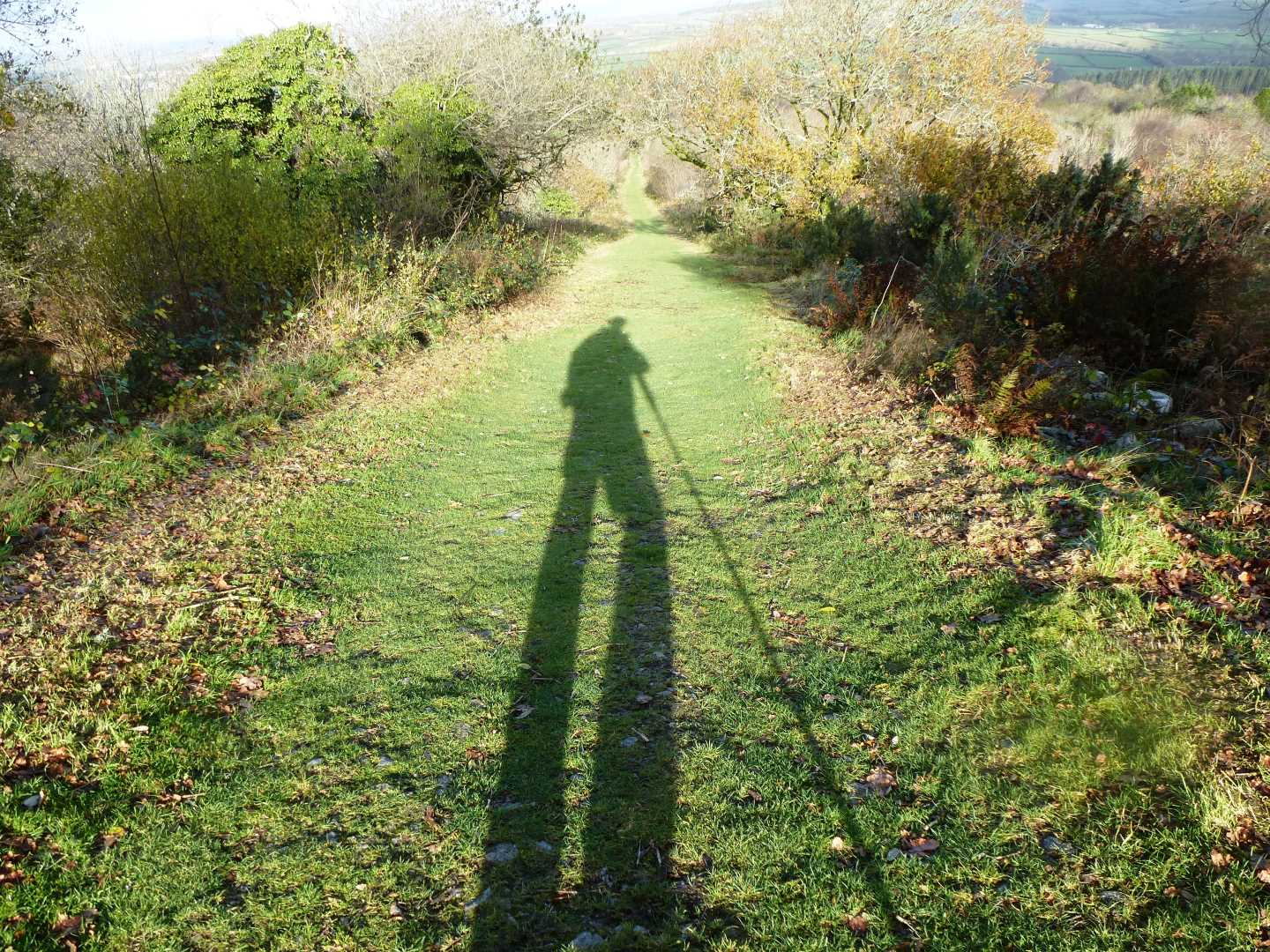 Kitthill Shadow