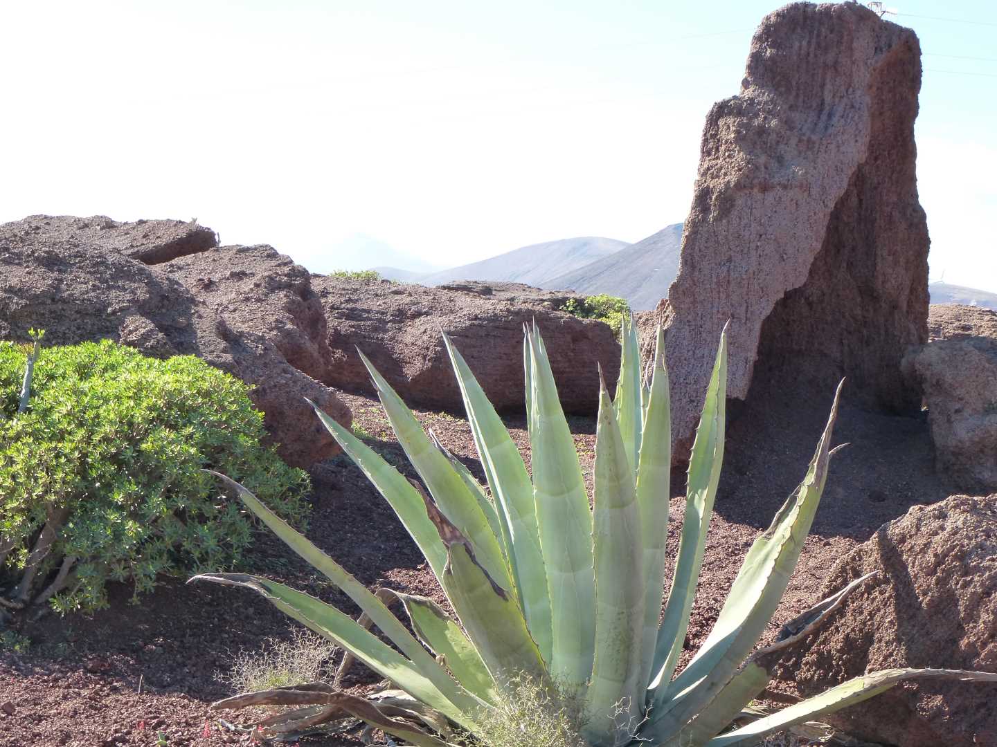 Shrubs and bushes in front of a view of Montana de Tahiche