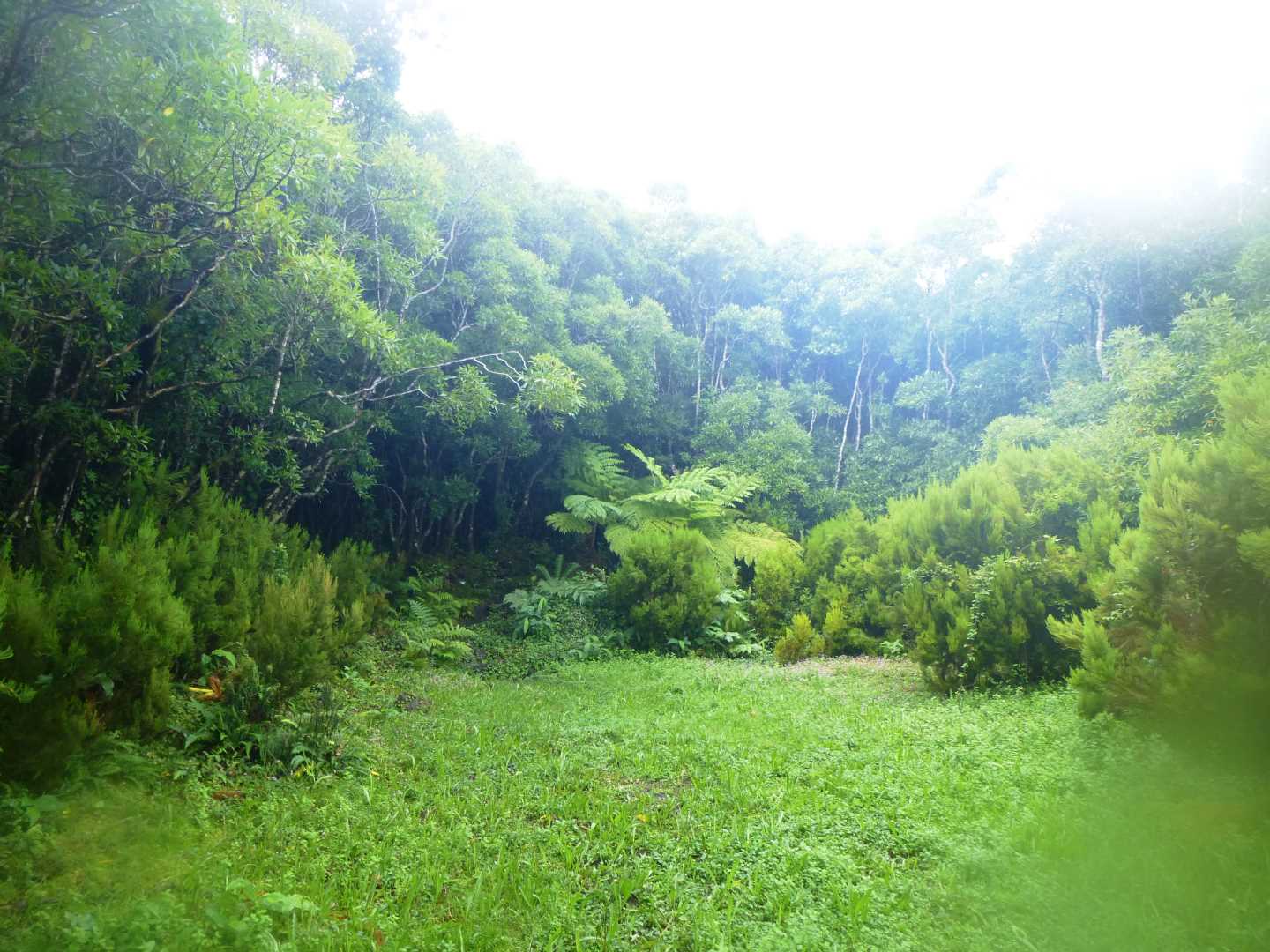 A view of a suddent forest clearing
