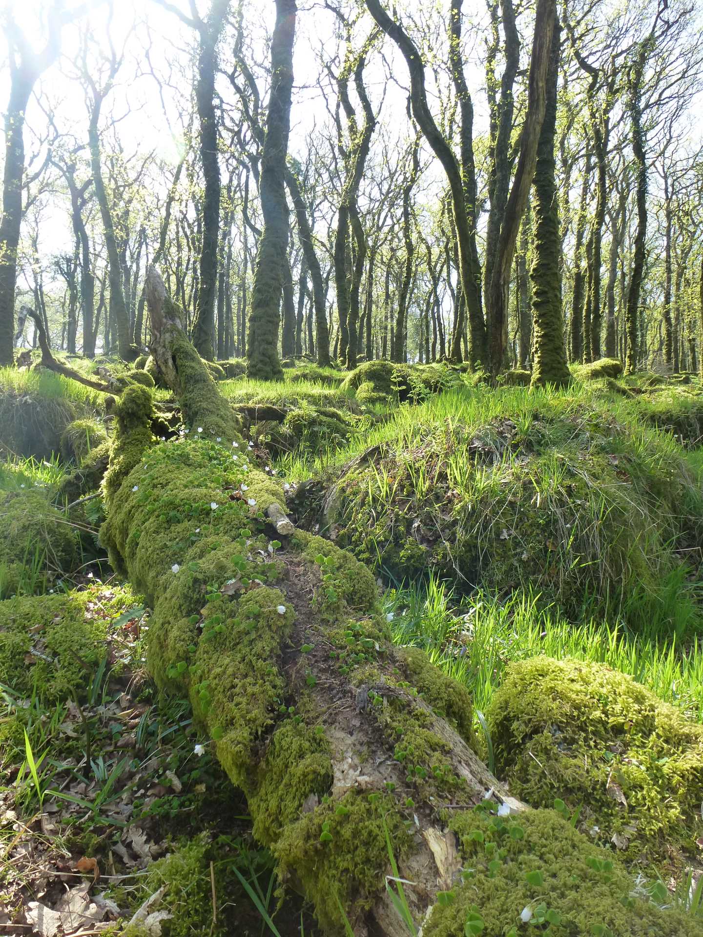 A picture of moss covered trees in North Wood