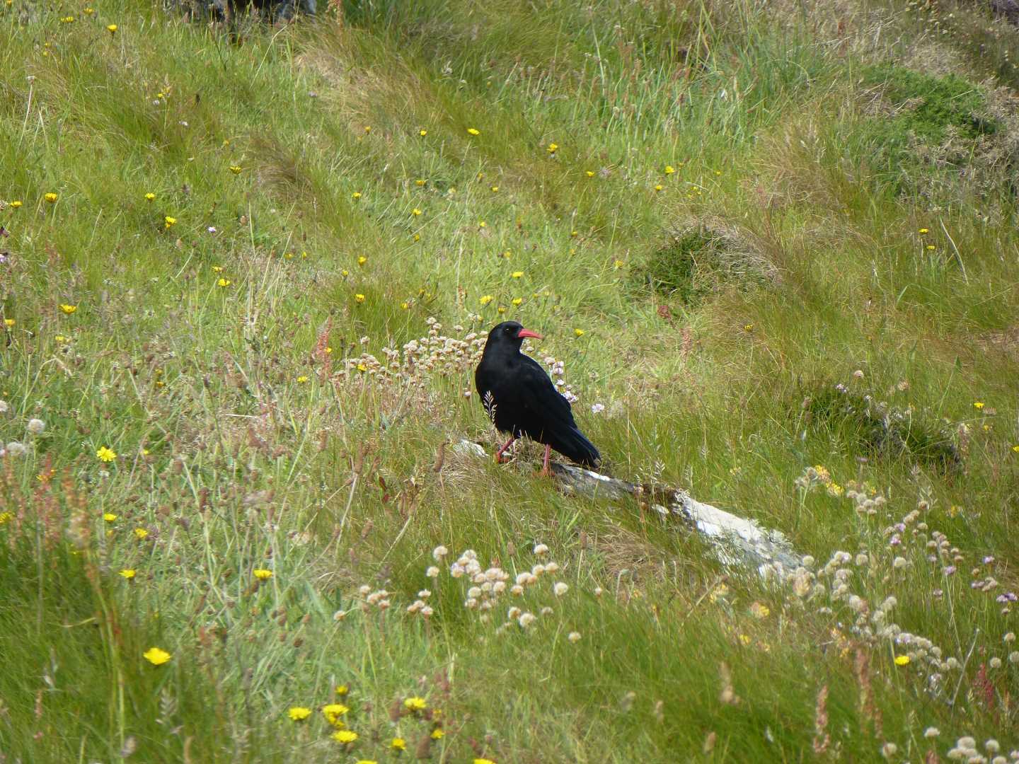 A cough bird. Black, with a long red and downwards curving beak