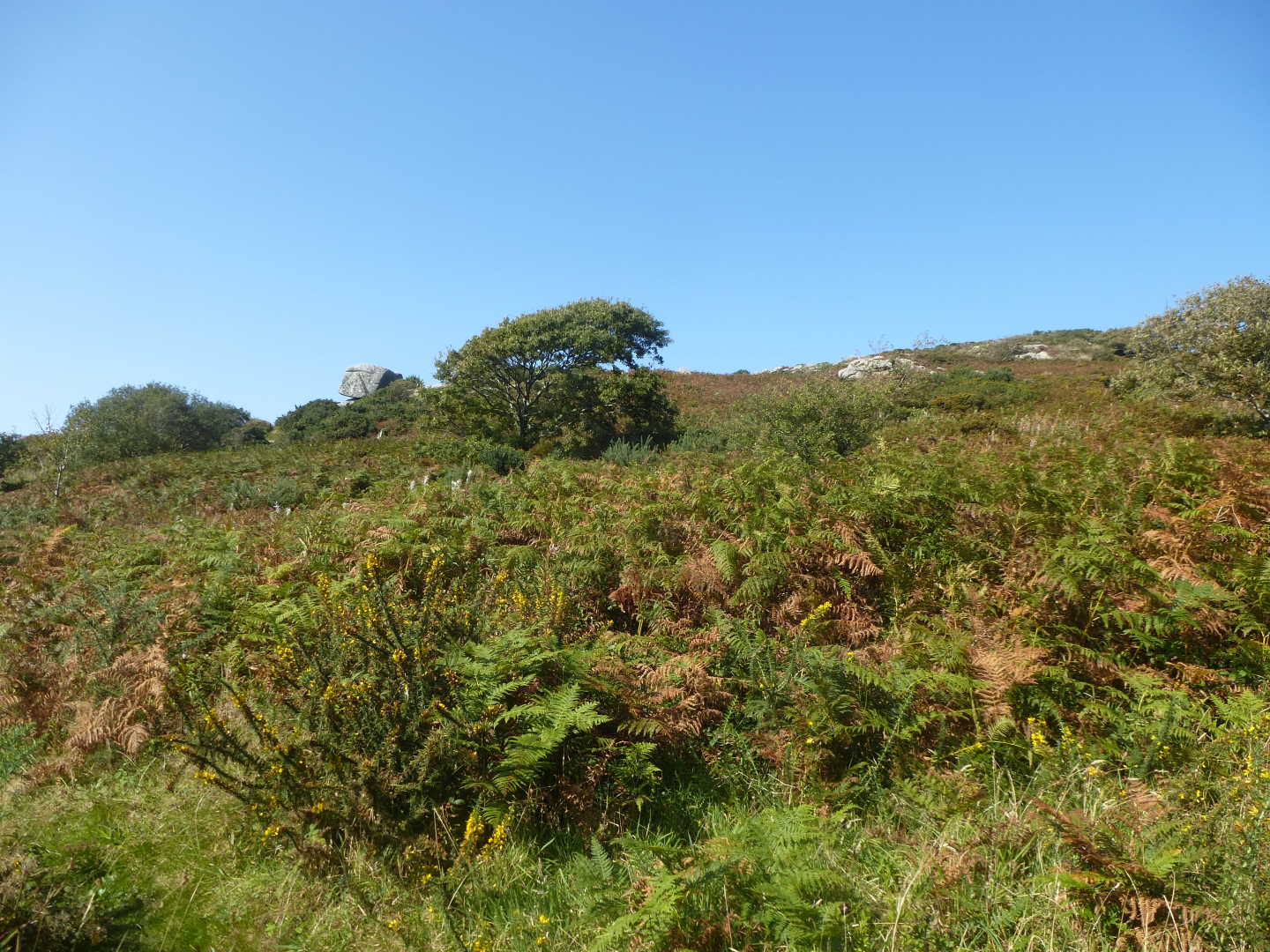 Open grassland