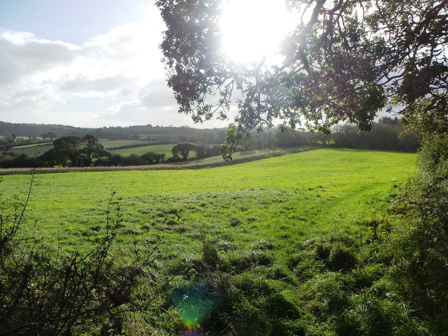 Coombe Field Above Old Kea