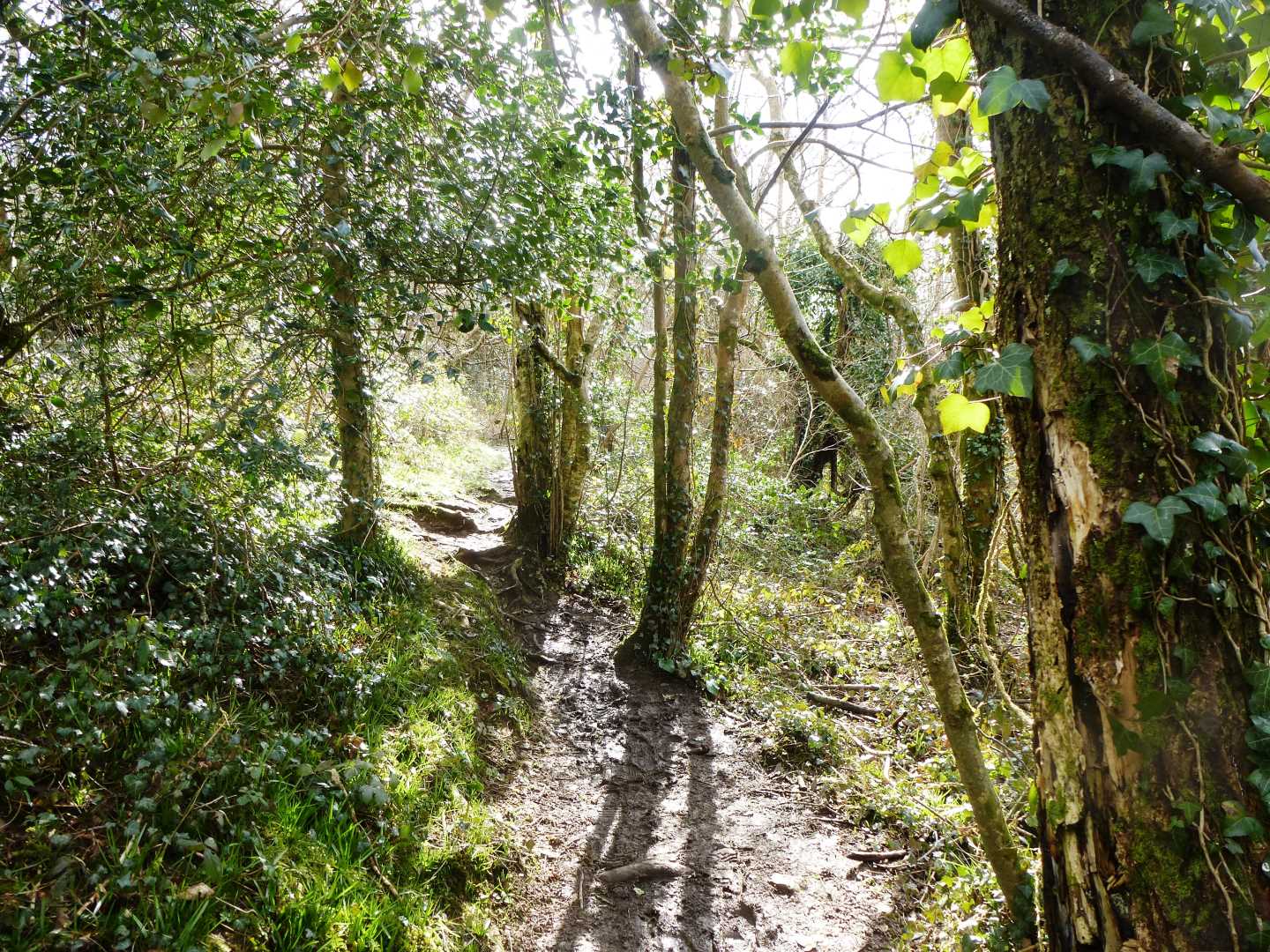 Devoran Footpath