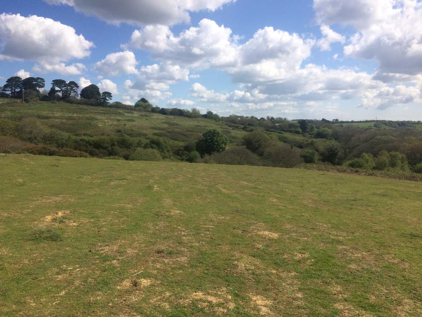 An image of a grassy field