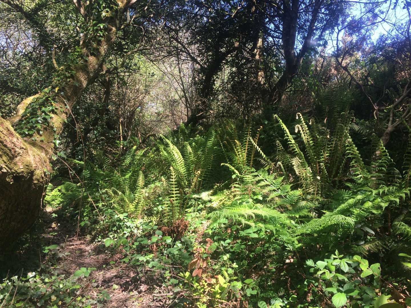 A picture of a hedge covered in ferns
