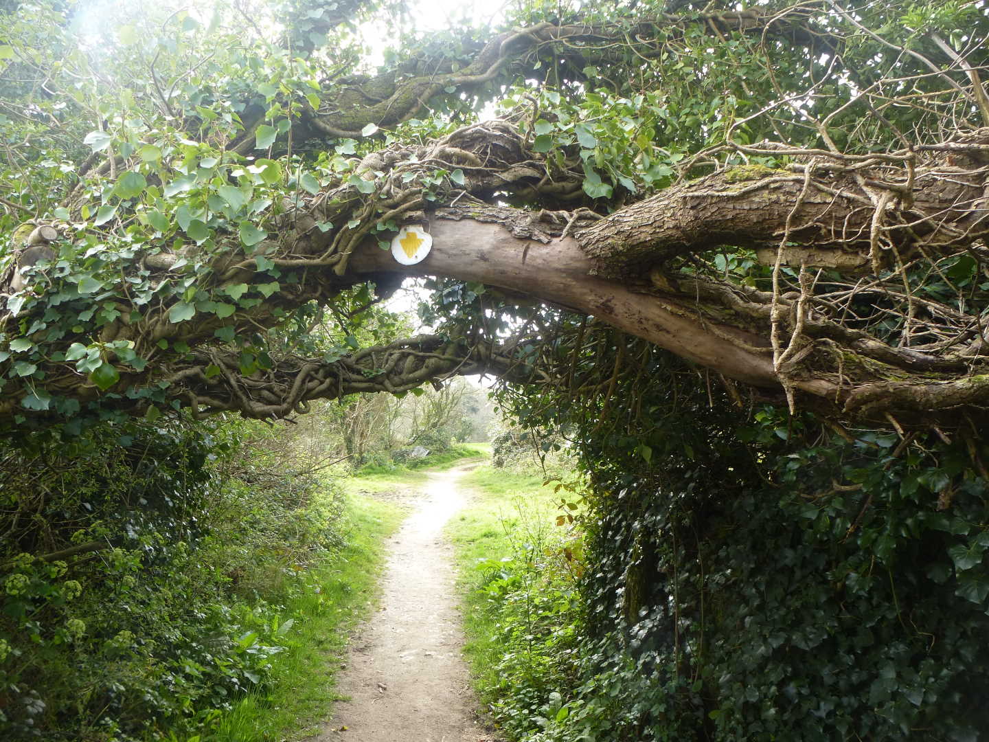 A scallop sign on a vine covered tree branch