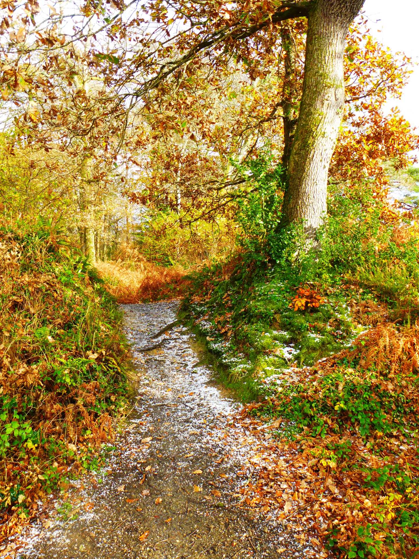 Roundwood Quay Footpath