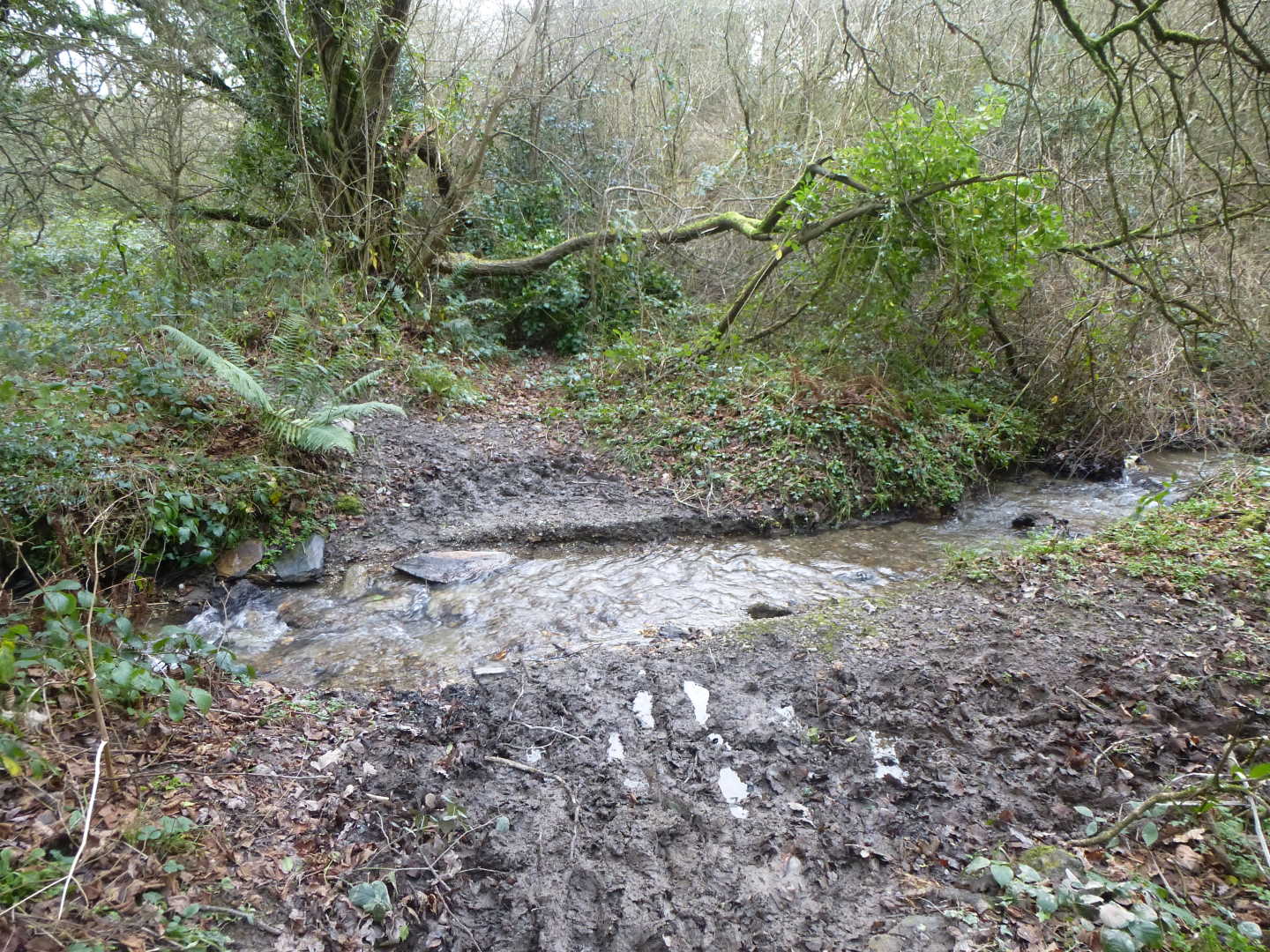 A view of a small stream in the path
