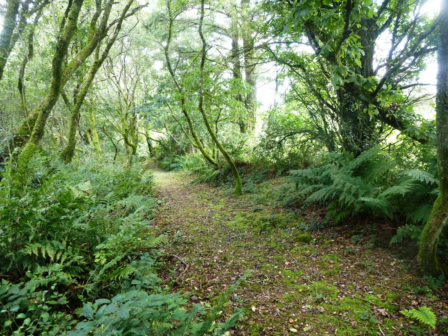 Castle-an-Dinas copse