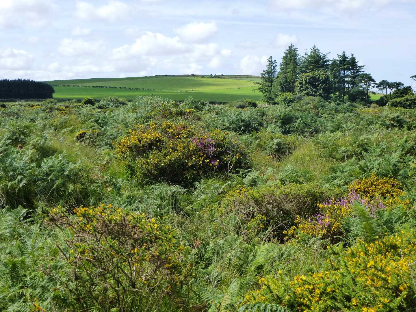 Castle-an-Dinas view towards