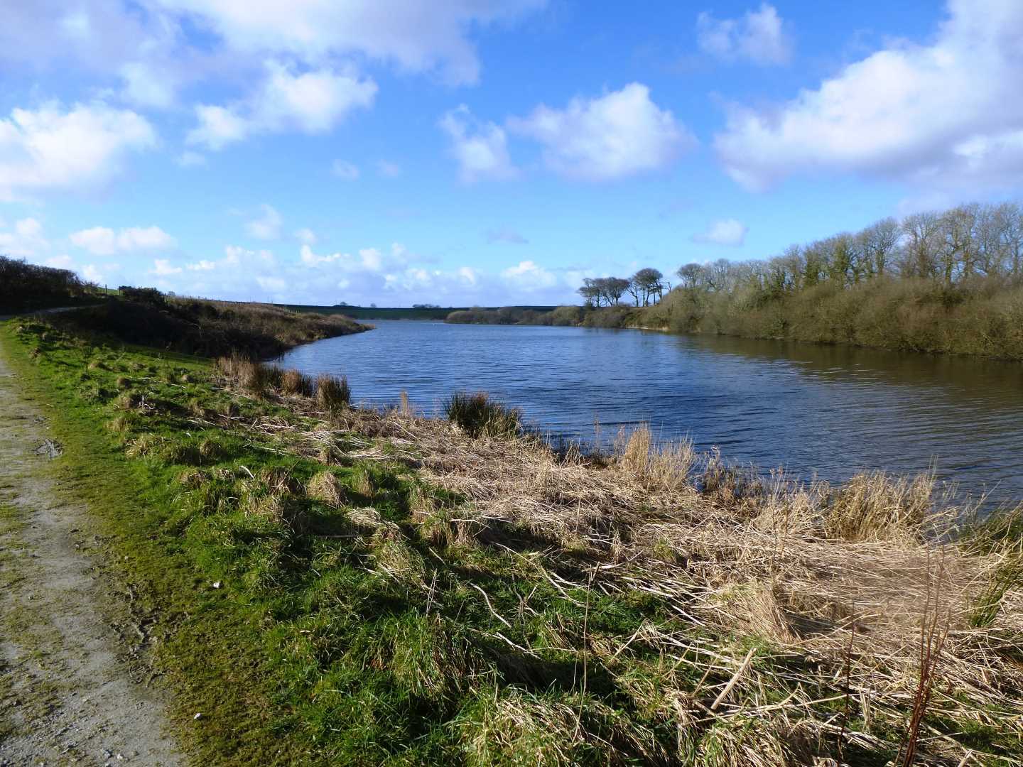 A view of the grassy shoreline of the river